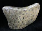 Free-Standing Polished Fossil Coral Display #25733-3